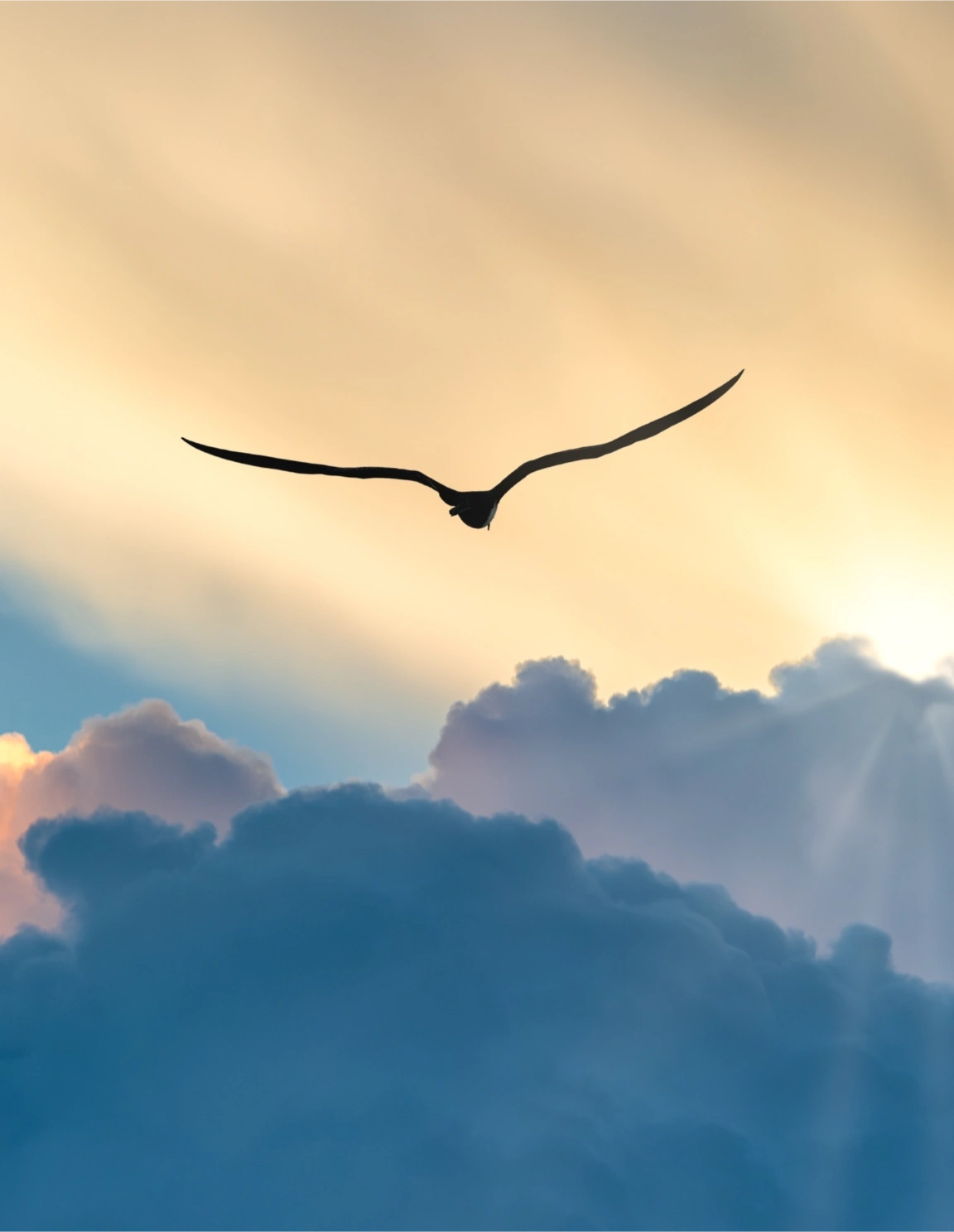 Phenix-renaitre-fatigue-professionnelle-projet-pro-burn-out Phenix-renaitre-fatigue-professionnelle-projet-pro-burn-out