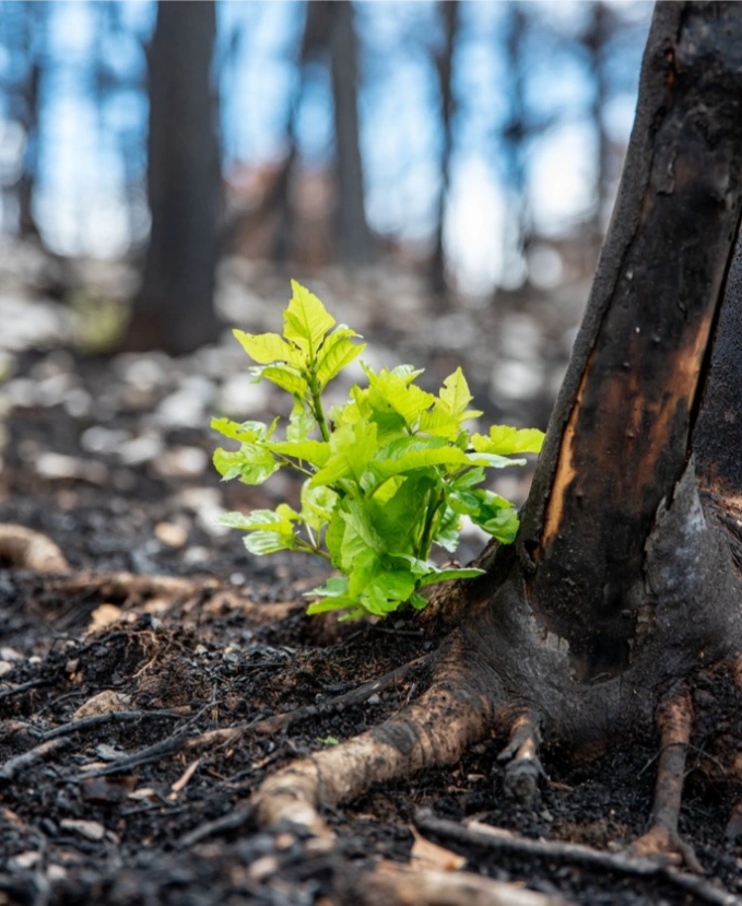 instant-phenix-renaissance-professionnelle-apres-burn-out instant-phenix-renaissance-professionnelle-apres-burn-out